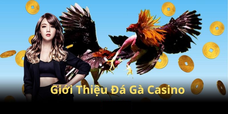 Hướng dẫn chơi đá gà casino siêu đơn giản cho hội viên